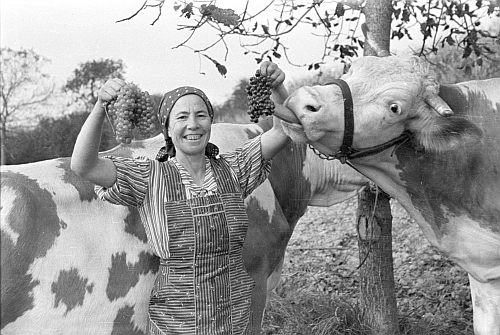 Weinernte in der Landwirtschaft