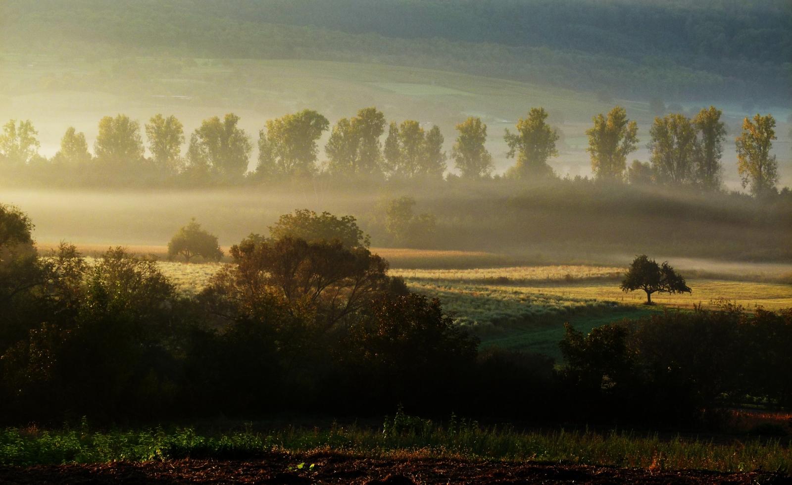 Pappeln im Morgennebel