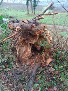 Umgestürzter kranker Baum